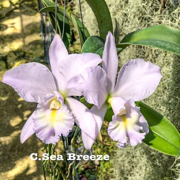 Cattleya orchid C. SEA BREEZE