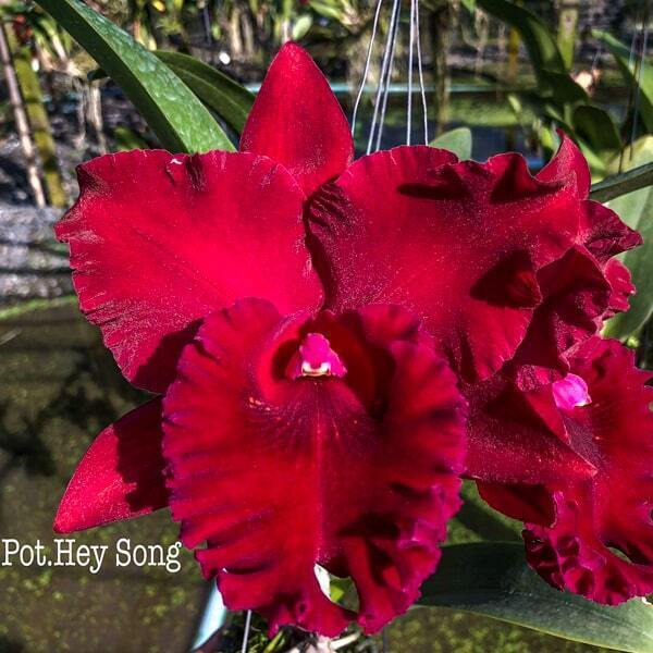 Potinara orchid POT. HEY SONG