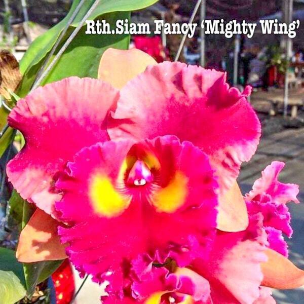 Rhyncattleanthe orchid RTH. SIAM FANCY 'MIGHTY WING'