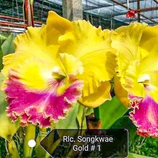 Rhyncholaeliocattleya orchid RLC. SONGKWAE GOLD #1