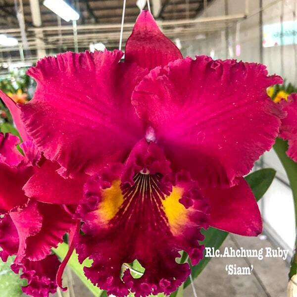 Rhyncholaeliocattleya orchid RLC. AHCHUNG RUBY 'SIAM'