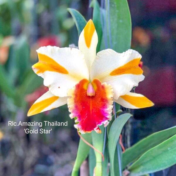 Rhyncholaeliocattleya orchid RLC. AMAZING THAILAND 'GOLD STAR'