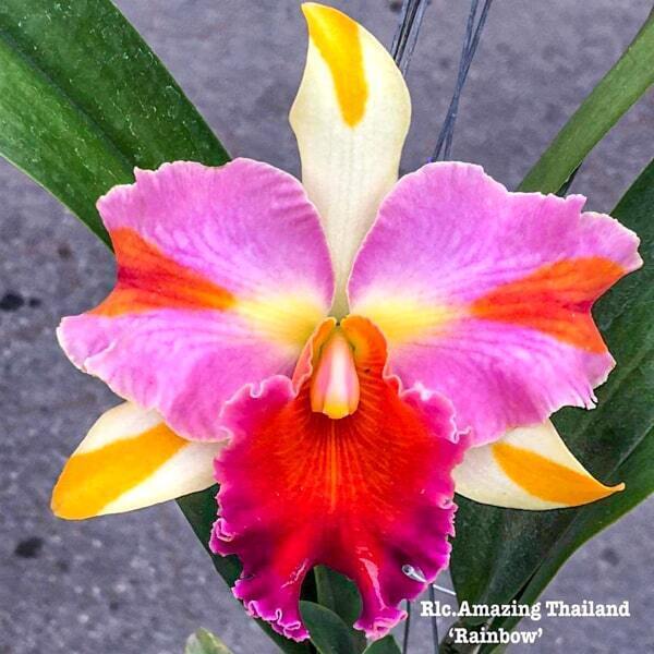 Rhyncholaeliocattleya orchid RLC. AMAZING THAILAND 'RAINBOW'