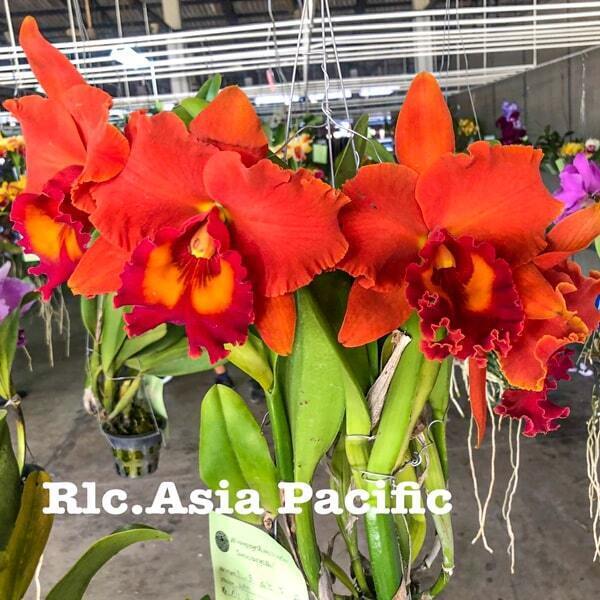 Rhyncholaeliocattleya orchid RLC. ASIA PACIFIC