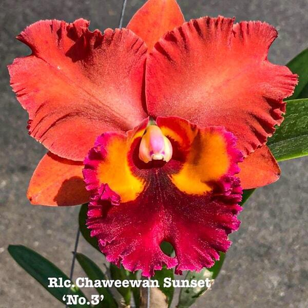 Rhyncholaeliocattleya orchid RLC. CHAWEEWAN SUNSET #3