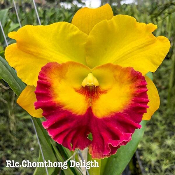 Rhyncholaeliocattleya orchid RLC. CHOMTHONG DELIGHT