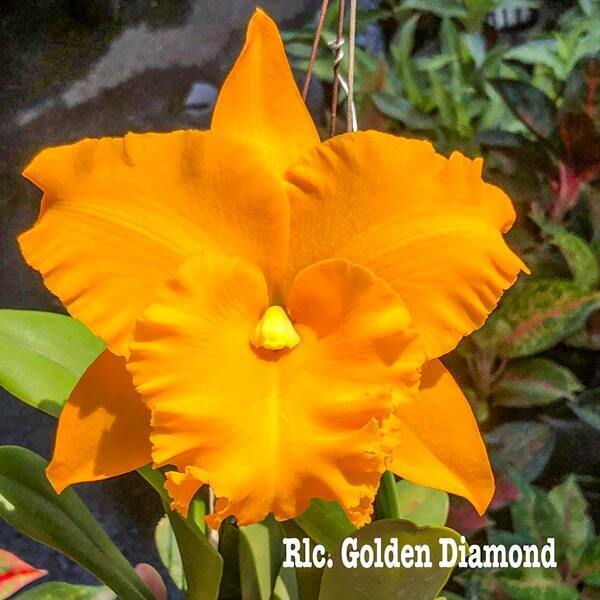 Rhyncholaeliocattleya orchid RLC. GOLDEN DIAMOND