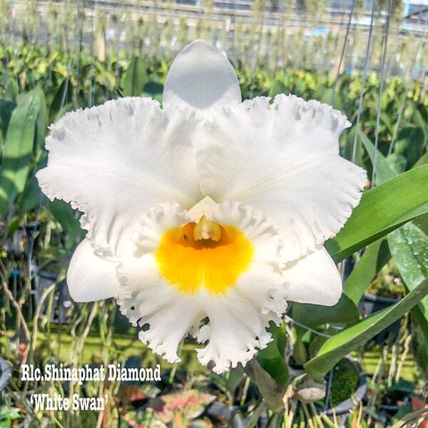 Rhyncholaeliocattleya orchid RLC. SHINAPHAT DIAMOND 'WHITE SWAN'