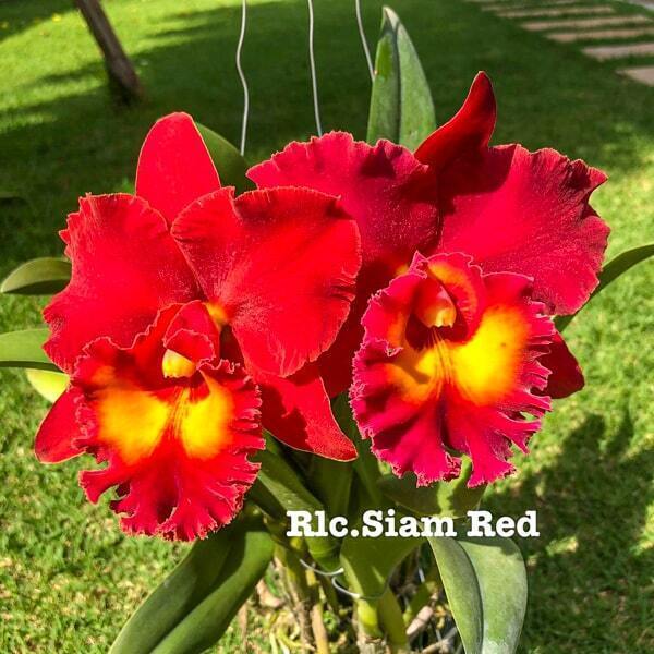 Rhyncholaeliocattleya orchid RLC. SIAM RED