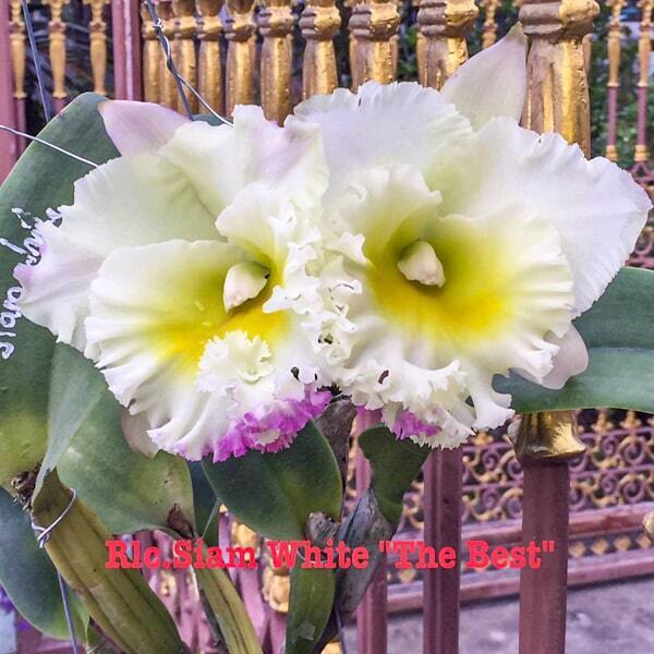 Rhyncholaeliocattleya orchid RLC. SIAM WHITE 'THE BEST'