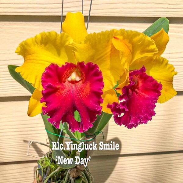 Rhyncholaeliocattleya orchid RLC. YINGLUCK SMILE NEW DAY