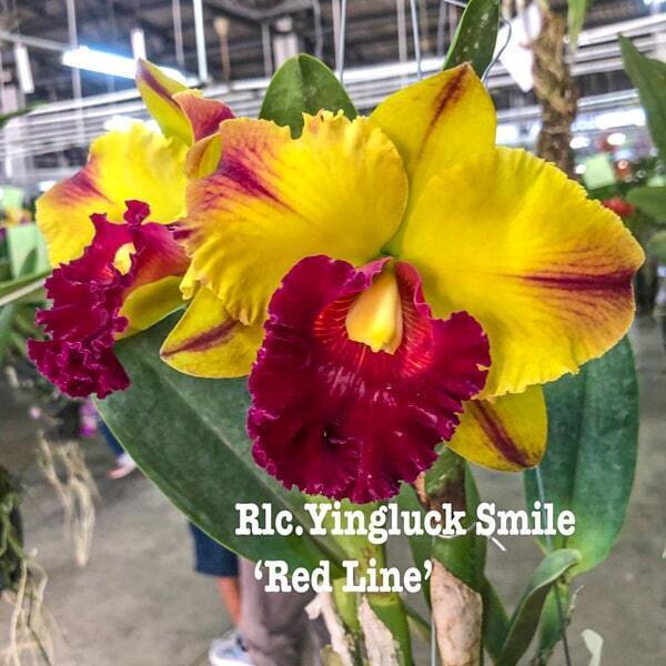 Rhyncholaeliocattleya orchid RLC. YINGLUCK SMILE RED LINE