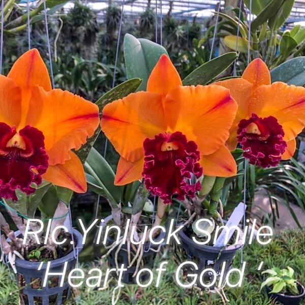 Rhyncholaeliocattleya orchid RLC. YINLUCK SMILE HEART OF GOLD