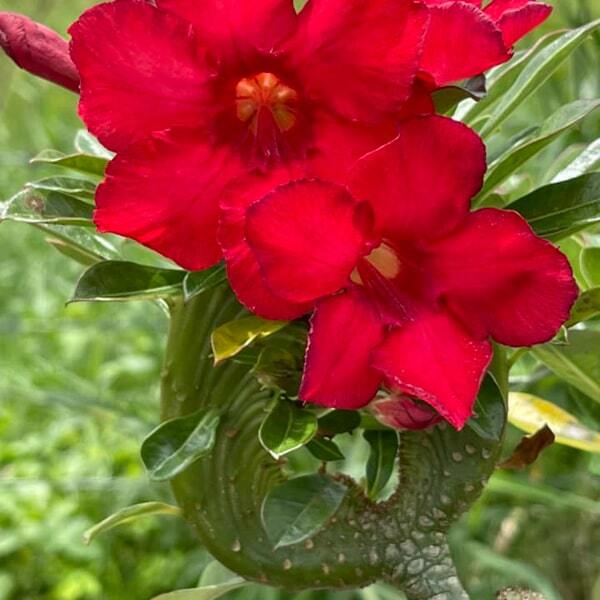 Adenium cristata MILLIONAIRE'S WALL