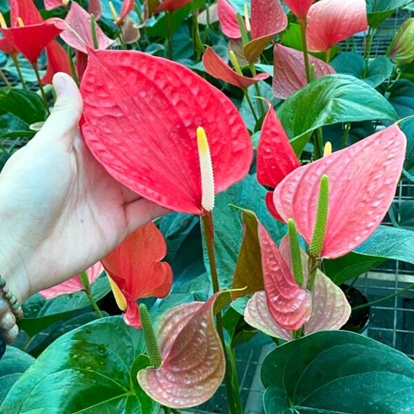 Anthurium andraeanum HELLO MERLOT