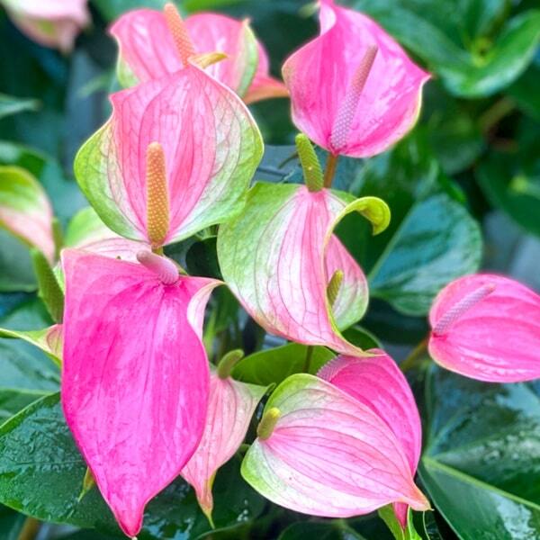 Anthurium andraeanum JOLI