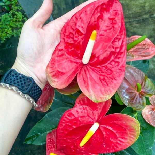 Anthurium andraeanum MAUI RED