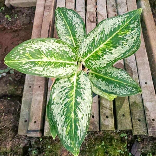 Aglaonema 3 DIAMONDS