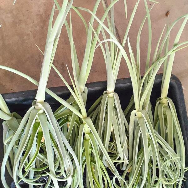 Tillandsia duratii 25-30 cm