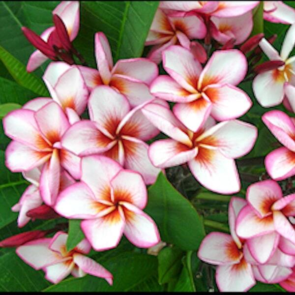 Plumeria 4646