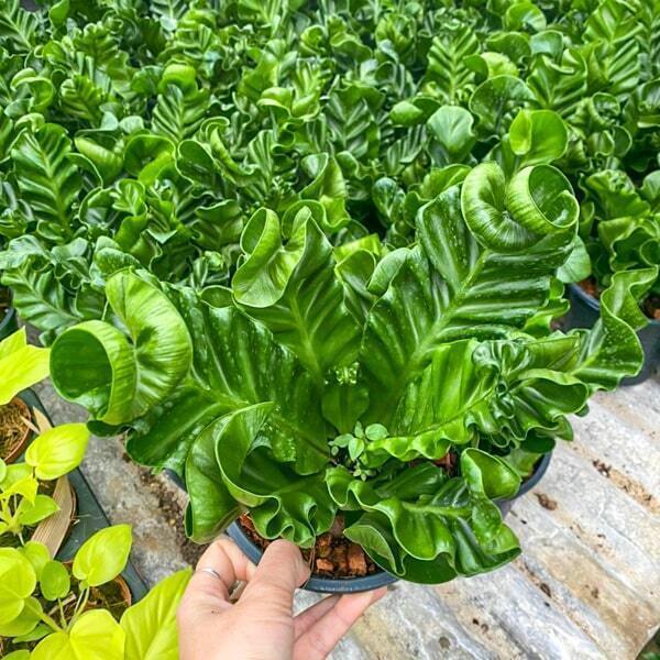 Asplenium COBRA