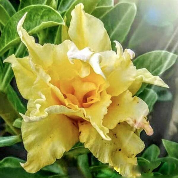 Adenium obesum SIAM 5249