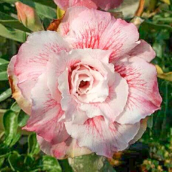 Adenium obesum 5929