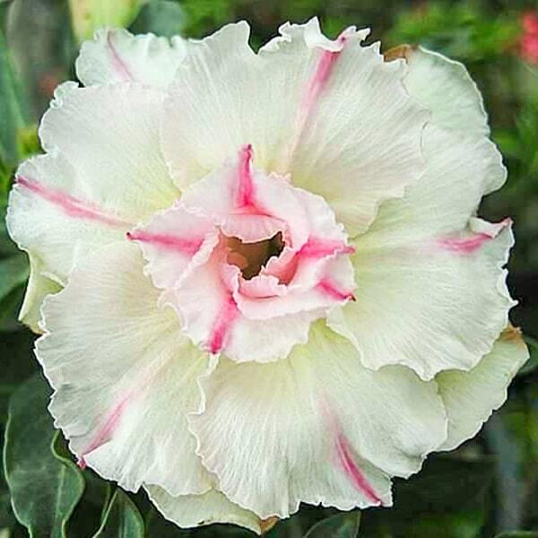 Adenium obesum 6308