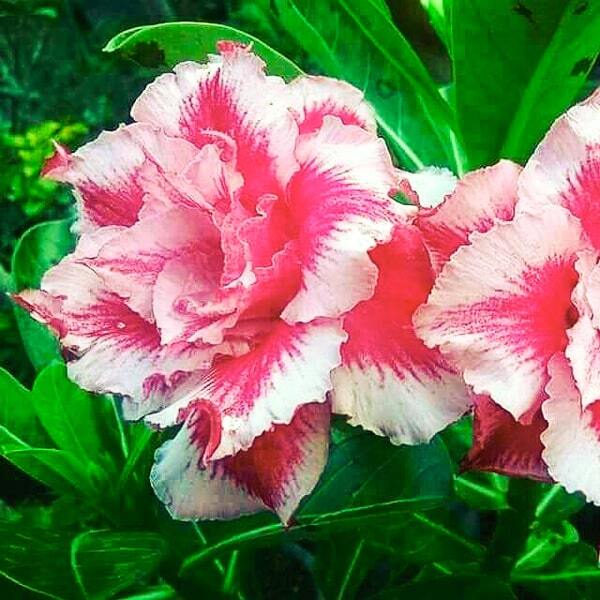 Adenium obesum SIAM 6324