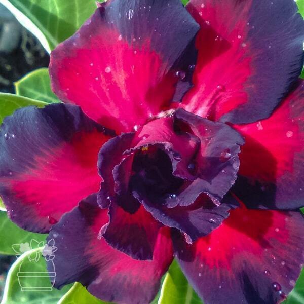 Adenium obesum BLACK RAHU