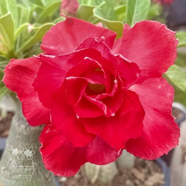 Adenium obesum CHABA KAEW