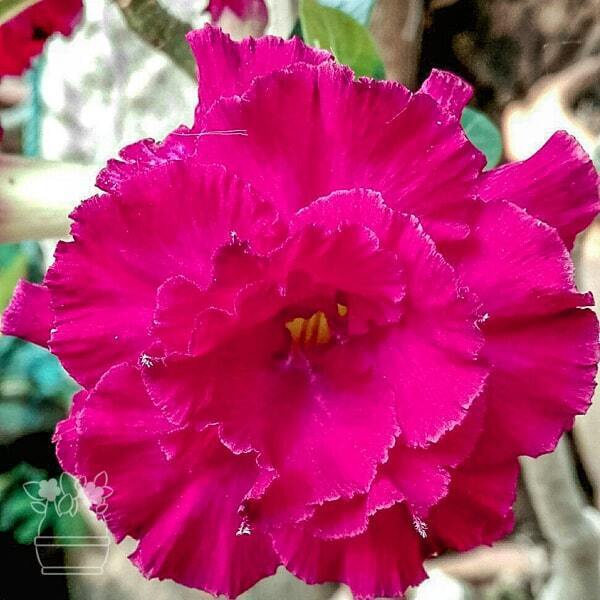 Adenium obesum PLY NGARM