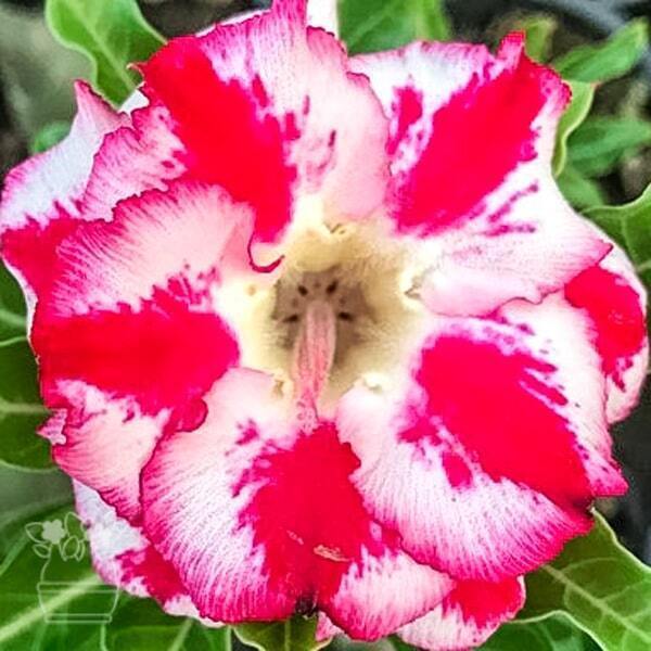 Adenium obesum RED WATERFALL