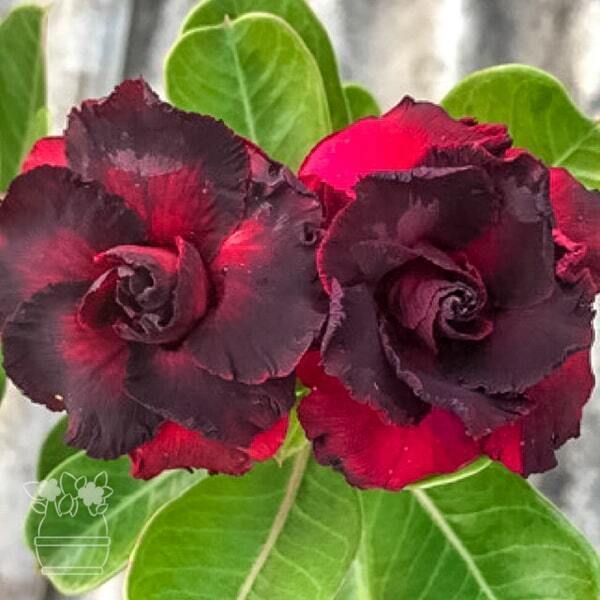 Adenium obesum RED WINE