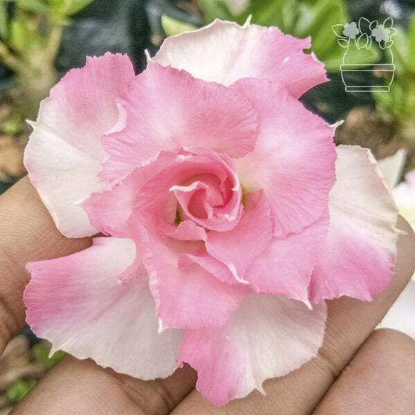 Adenium variegated PINK VARIEGATED