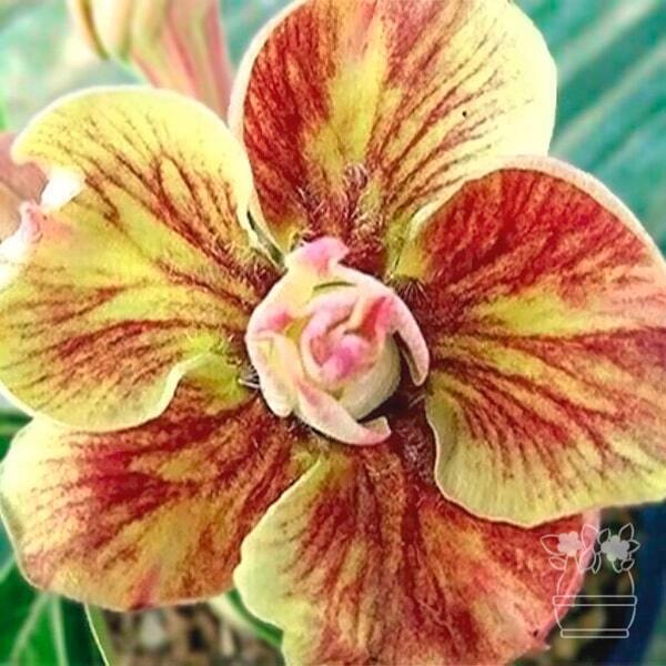 Adenium obesum BUTTERFLY