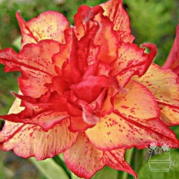Adenium obesum GOLDEN CARROT
