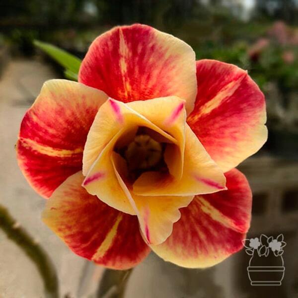 Adenium obesum PRAROD MARY