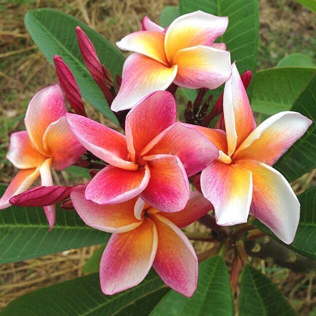 Plumeria 4108