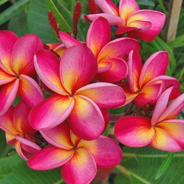 Plumeria DOOK