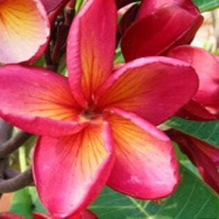 Plumeria MANGKORN YOK
