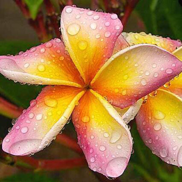 Plumeria MORLAND