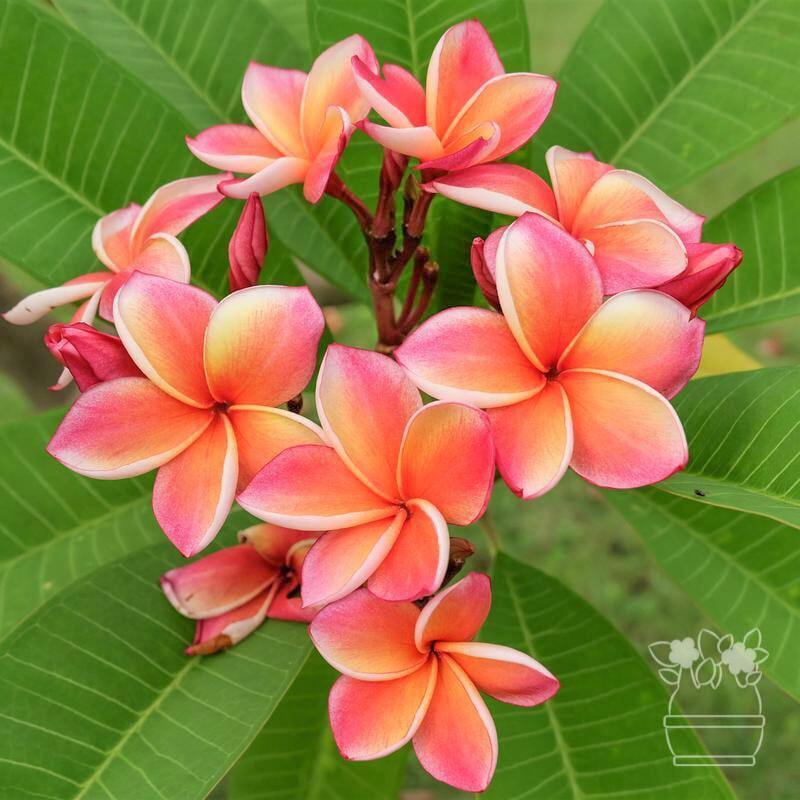Plumeria ORANGE KALASIN (KLS)