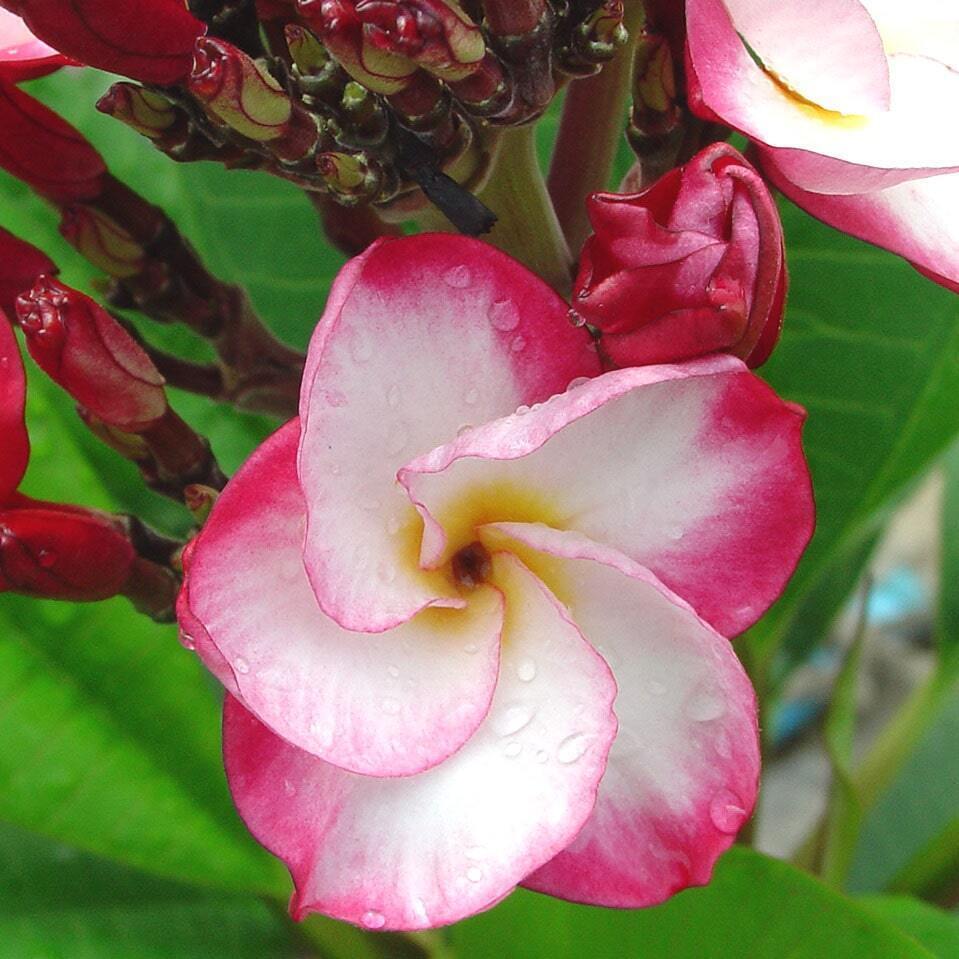 Plumeria 4222 KASEMS DELIGHT