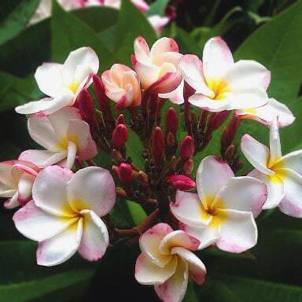 Plumeria A15 Ð BABY BIRD