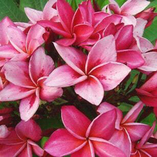 Plumeria GRANNY