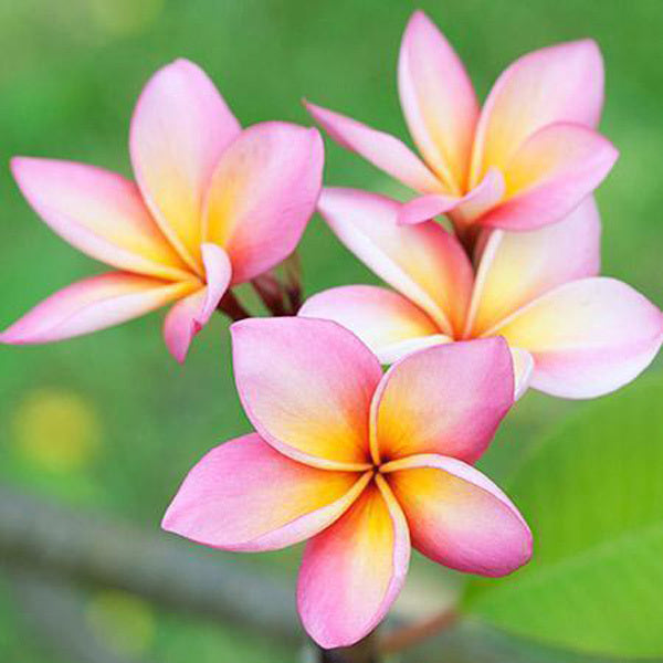 Plumeria SANG AROON
