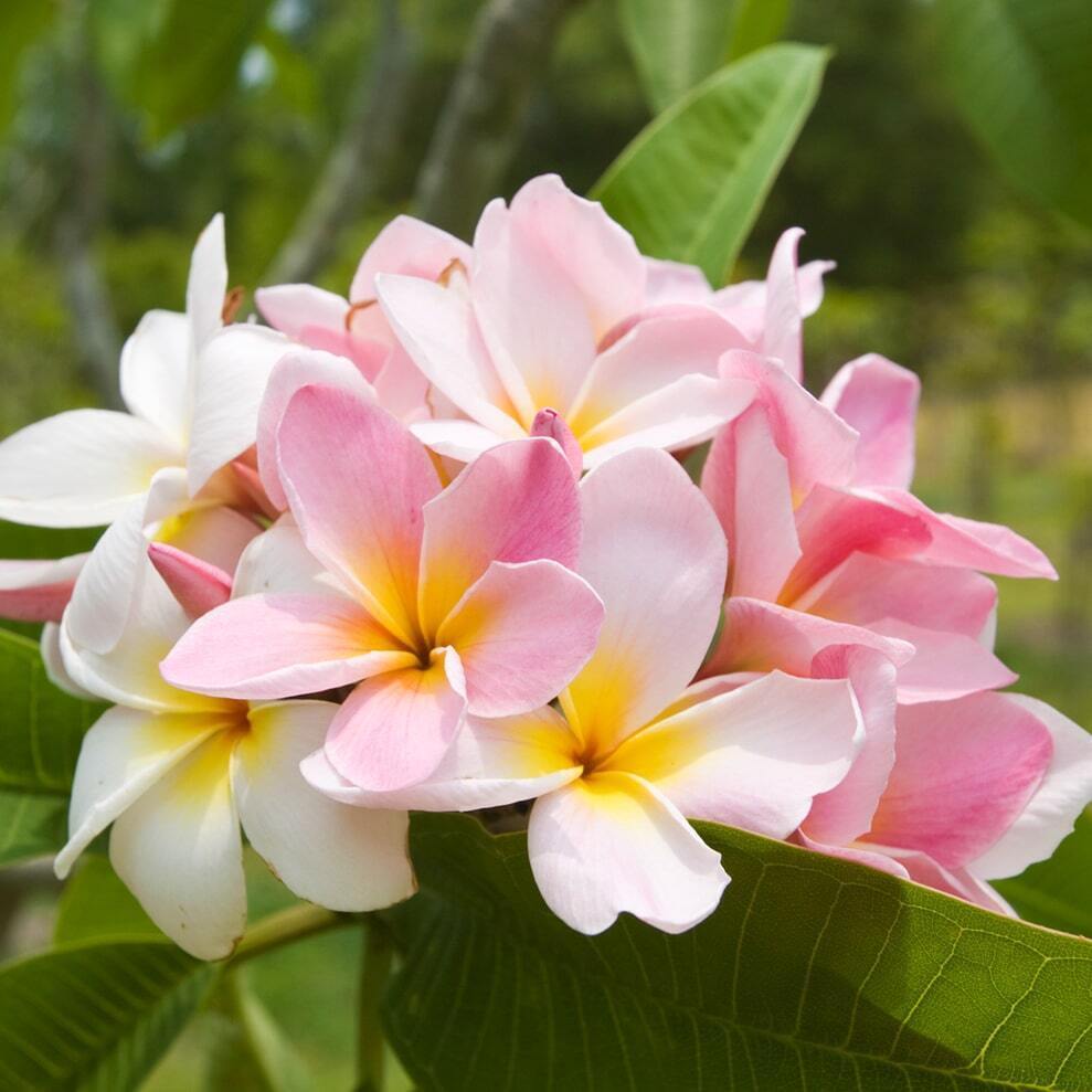 Plumeria SLAFTER PINK