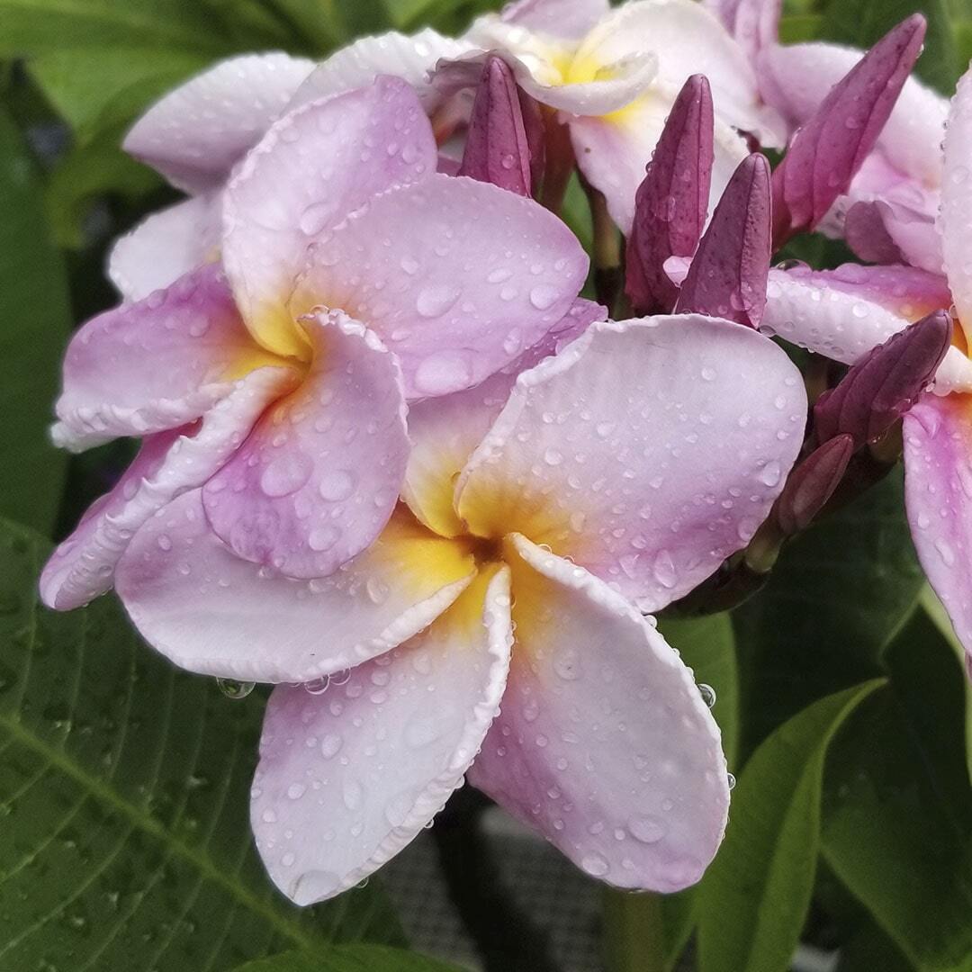 Plumeria P26