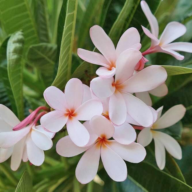 Plumeria DWARF PINK